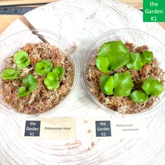 ビカクシダ リドレイ まとめ売り リドレイ フラワー・ガーデニング ビカクシダ10種セット 胞子培養苗