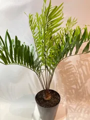 ソテツ　メキシコ　ソテツ　2 2025年最新】メキシコソテツの人気アイテム - メルカリ