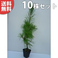 【ell 様】ACTUS アクタス　クリスマスツリー 90cm ell 様】ACTUS アクタス クリスマスツリー 90cm - メルカリ