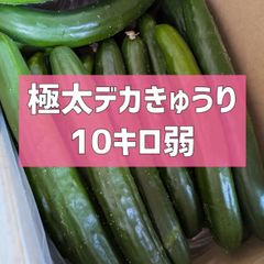 終了目前‼️最終価格‼️10kg弱！極太デカきゅうり！　野菜ソムリエサミット銀賞受賞　農家直送　減農薬　有機肥料　きゅうり　訳あり　規格外　10kg 10キロ　産地直送