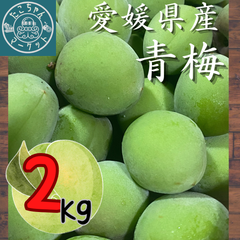 【予約】★南高梅★青梅　愛媛県産　2kg 【梅酒　梅シロップ　梅干し】
