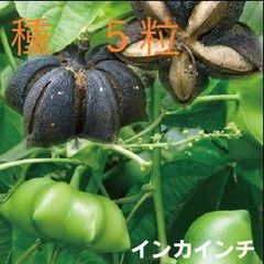 ＜植物の種＞サチャインチ　インカインチ　５粒　たね　インカナッツ