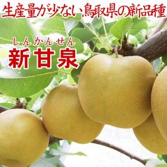 ☆8月下旬～9月上旬より収穫次第予約順に発送☆鳥取県産 新甘泉(3ｋｇ箱6-10玉入)【訳あり自家用】果物なしナシ梨新3