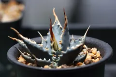 エボリスピナ実生 saibai_taniku様用 2025年最新】エボリスピナ 実生の