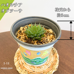 【沖縄育ち】約3㎝ ハオルチア オブツーサ 多肉植物 かわいい 育てやすい 南国育ち 1-11