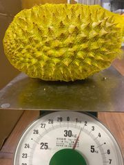 生ドリアン1.7-2.0キロ/玉　ベトナム産　新鮮ドリアン 12月13日に発送