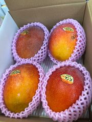 沖縄県産　アップルマンゴー　優品　2キロ
