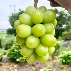 クール便朝採り完熟シャインマスカット3kg 糖度18〜23度