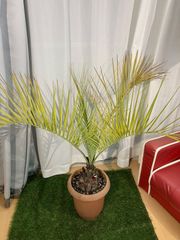 ココスヤシ A2 ヤシの木 観葉植物 屋外 現物販売