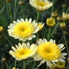 pi.su.do60様専用ページ