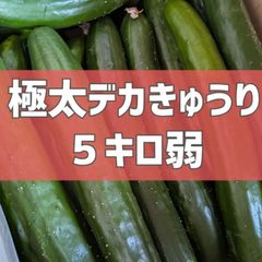 超特価！極太デカきゅうり！　野菜ソムリエサミット銀賞受賞　農家直送　減農薬　有機肥料　きゅうり　訳あり　規格外　5kg 産地直送