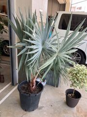 プヤ セルーレア 分頭 超大株白銀葉 希少 植物 ドライガーデン - メルカリ