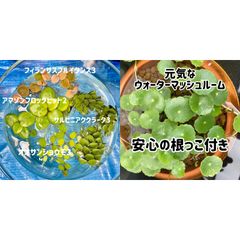 浮き草セット入門水草4種②+ウォーターマッシュルーム5本