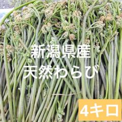 天然 わらび 新潟県産 蕨 山菜 4キロ
