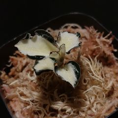 希少　マコデス　ペトラ　西カリマンタン産　増殖株 Eye's factory - メルカリShops