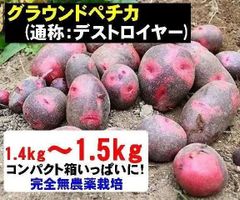 新じゃがいも グラウンドペチカ(デストロイヤー) 約1.5kg 完全無農薬栽培