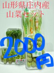 山形県産新鮮山菜セット4種類