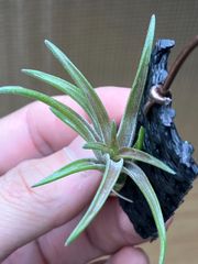 【ネコポス】チランジア ネグレクタ ルブラ Tillandsia neglecta 'Rubra' 　キンクマ農園☆T0102