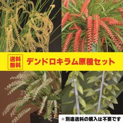 【お得セット！】デンドロキラム原種４種セット！ 【送料無料！】