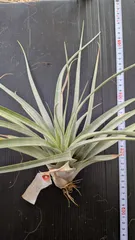 2025年最新】ファシクラータの人気アイテム - メルカリ