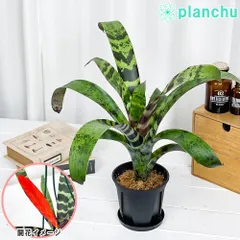 フリーセア　ハイパースペース　Vriesea 'Hyperspace'激レア Vriesea 'Hyperspace' | Fantastic Gardens Hawaii