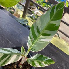 【希少】斑入り　バナナ　ムサ　アエアエ musa aeae