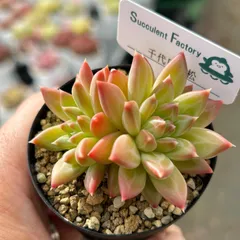 多肉植物^o^ 葉挿し赤ちゃん千代田の松錦 千代田の松の育て方｜日当たりや水やりの加減は？葉挿しの方法は