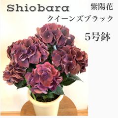 母の日　アジサイ　【塩原花園】Shiobara オリジナル　クイーンズブラック　紫陽花　鉢植え　苗　苗木　★らくらくメルカリ便　5号鉢