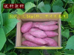 なると金時 お試し1.5kg サイズ、形、色々