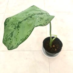 【希少】 アグラオネマ　木立性
