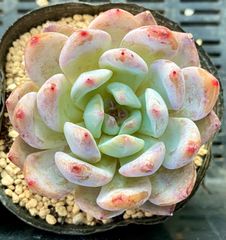 アイスハート　エケベリア　韓国苗　多肉植物
