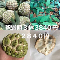 ⭐️⭐️釈迦頭の苗3鉢⭐️⭐️3840円→2840円　シャカトウ　バンレイシ　シュガーアップル苗木