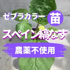 ⭐︎スペイン縞なすの苗3本【固定種】栽培期間中農薬不使用のサムネイル