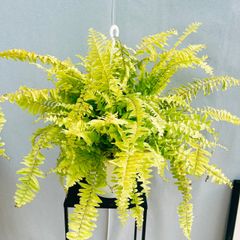 ［現品］ボリューム満点！　17番　ネフロレピス　ハッピーゴールデン　5号　観葉植物　室内　ハンギング　吊り鉢　吊り下げ　シダ