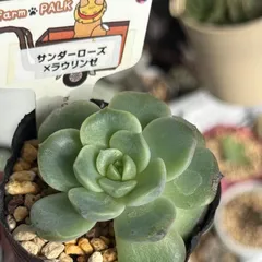 リンゼアナ　札付きポットごとメルカリ便　3号鉢　ファームパルクさん苗 3号鉢 リンゼアナ 札付きポットごとメルカリ便ファームパルク