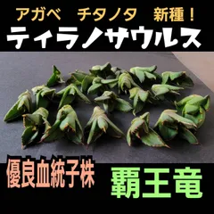 2025年最新】アガベ 覇王竜の人気アイテム - メルカリ