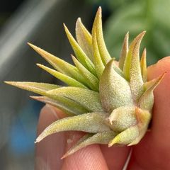 子株＊ チランジア  イオナンタ マッドマックス Tillandsia ionantha MAD MAX＊エアプランツ＠フラワーショップ江口