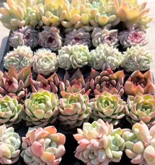 2024年最新】蓮灯 多肉の人気アイテム - メルカリ 