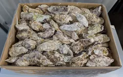 puipui様専用 カキ殻 約１６㎏