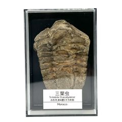 【送料無料】つくしサイエンス 三葉虫 化石 恐竜 本物 古生代 モロッコ産 (6-7cm) ケース付き【返品・交換保証】