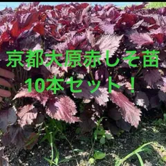 2025年最新】赤紫蘇 苗の人気アイテム - メルカリ