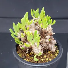 おまとめ専用 万物想 2025年最新】万物想の人気アイテム - メルカリ