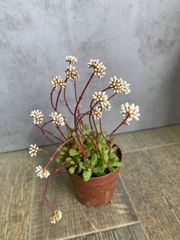 クラッスラ　紅稚児　多肉　多肉植物　ポットごと