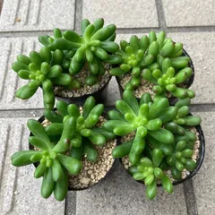 no.185 ぎゅうぎゅう多肉　カット苗セット　宅急便コンパクトで発送！ no.185 ぎゅうぎゅう多肉 カット苗セット 宅急便コンパクトで