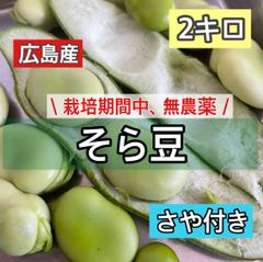 無農薬　新鮮そら豆2キロ　広島産　野菜セット