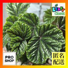 観葉植物　ベゴニア プレミアムシリーズ Metallica (メタリカ) 6号(個体おまかせ1鉢)　レア 希少種 珍しい 室内園芸 オシャレ カワイイ 可愛い(505534)