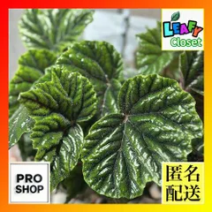 養生中　ベゴニア レア　メタリカ 養生中ベゴニア レアメタリカ