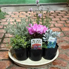 2025年最新】花苗の人気アイテム - メルカリ