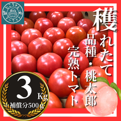 【完熟収穫トマト】スターマークがついてる！愛媛県産　美味しい桃太郎とまと 　2.5Kg＋補償500ｇ