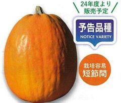 ＜野菜の種＞ペポカボチャ　ゴールデンライト　５粒　種子食用かぼちゃ 　品種登録出願中